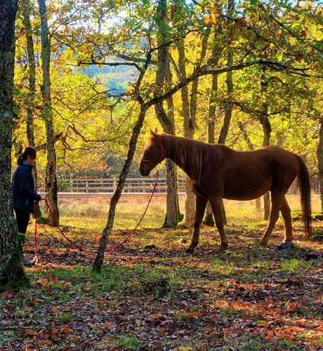 Enseignement équitation, équitation éthologique à Gaillac près de Toulouse, Montauban, Albi & Cordes-sur-Ciel