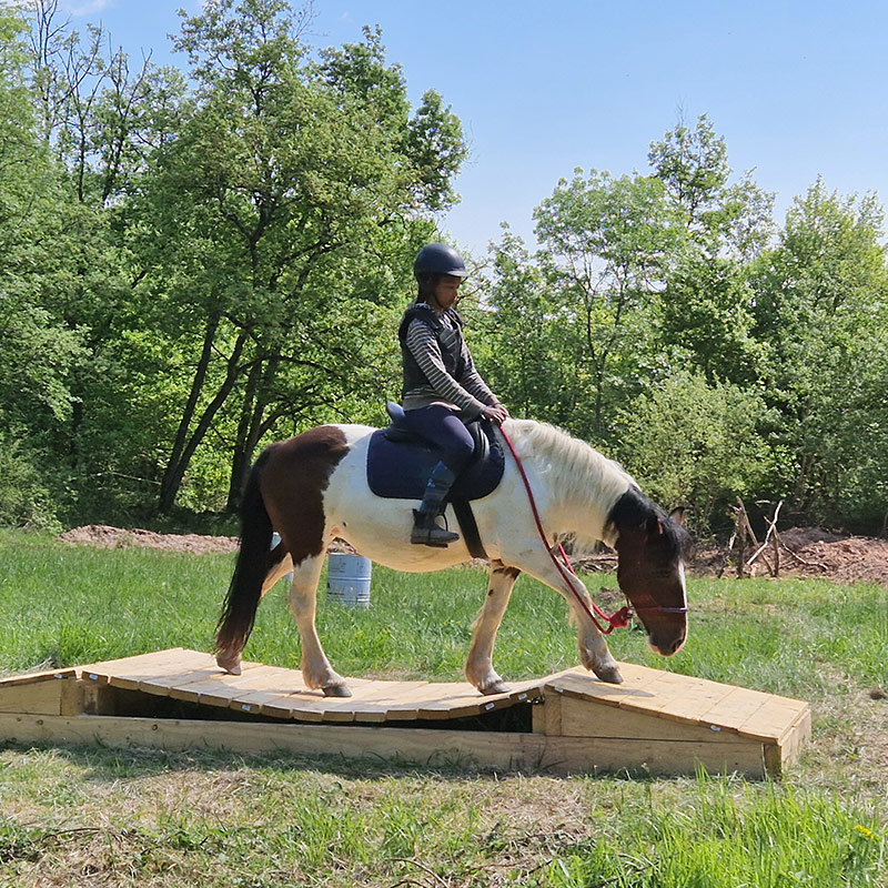 L'Écrin de Jaspe : travail du cheval en liberté près de Montauban (82) & Albi